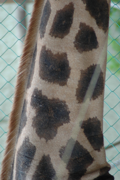 dsc 1932